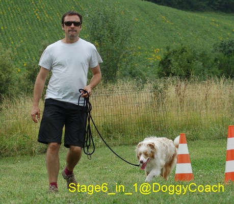 éducation canine positive at Doggycoach