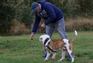 Le leurre-récompense en éducation canine positive