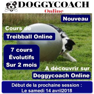 Treibball @ Doggycoach même en cours en ligne c'est fun ! :-)