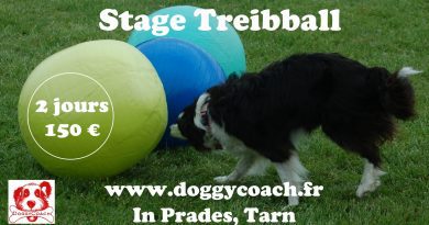 stage canin treibball Border-collie pousse un ballon de treibball