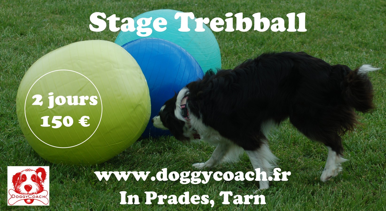stage canin treibball Border-collie pousse un ballon de treibball
