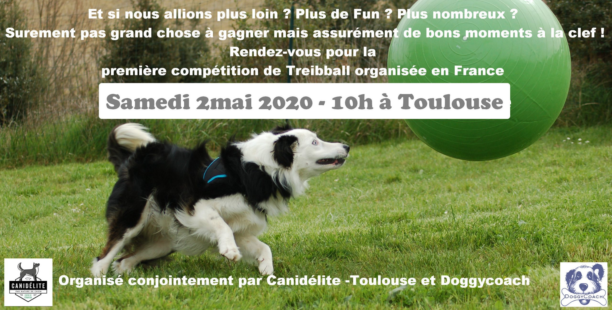 compétition de treibball 05 2020