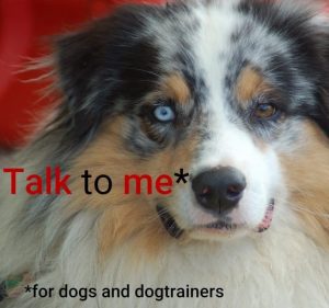 Talk to me ! Une autre forme de communication canine