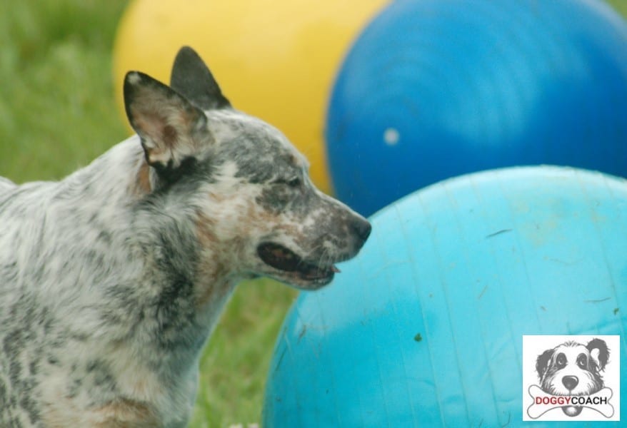 Cattle dog apprend le treibball
