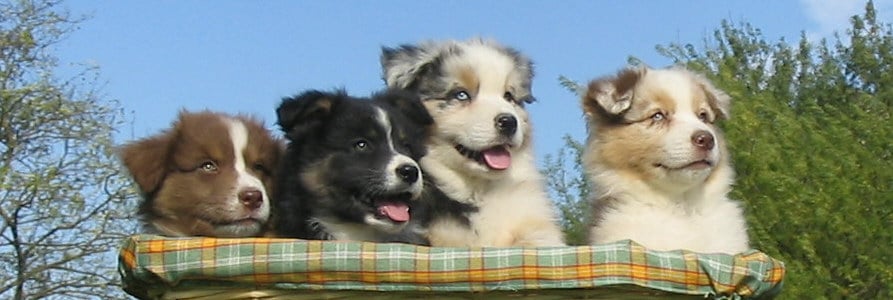 Berger australien born in rosebud