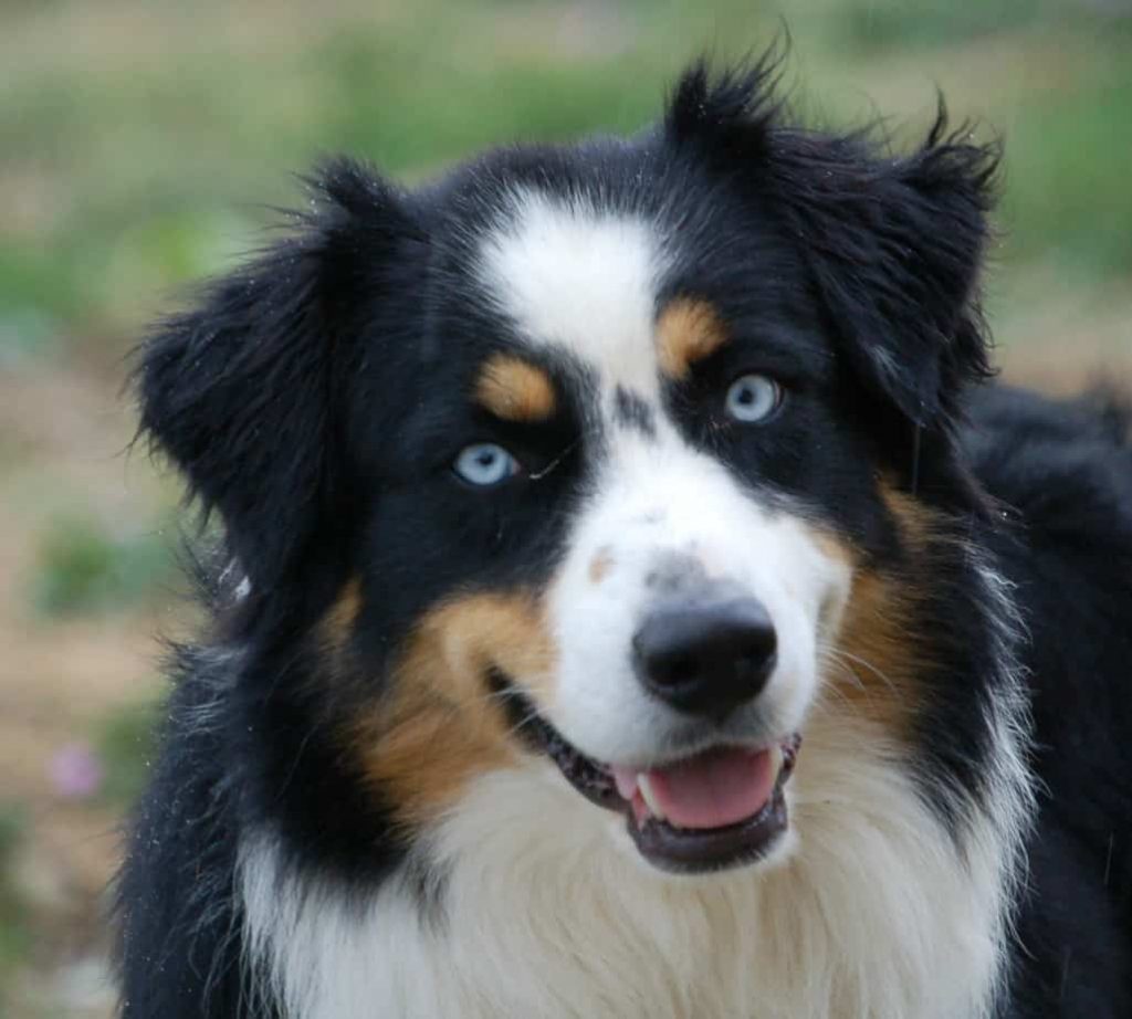 premier berger australien yeux bleus en France JOHN