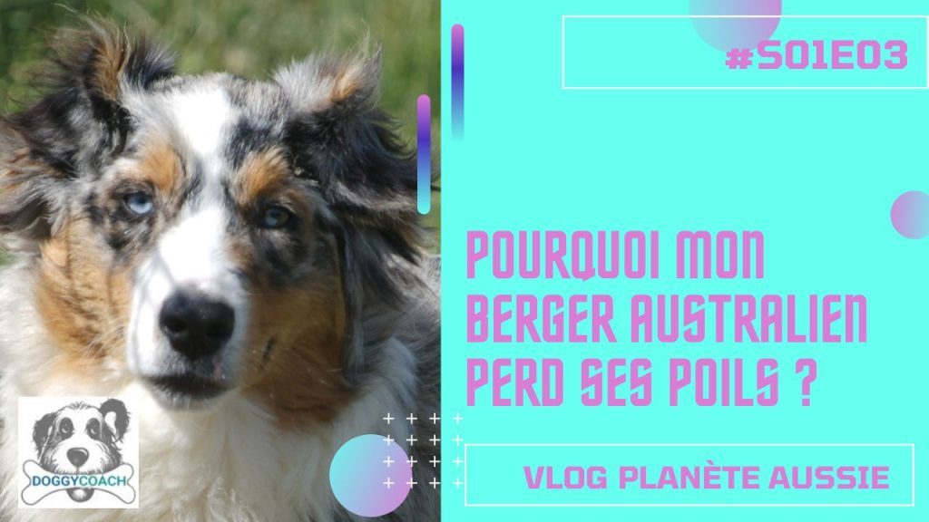 S01E03 image du podcast planète Aussie berger australien