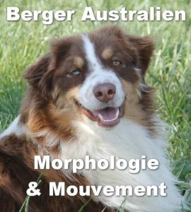 morphologie et mouvement du berger australien
