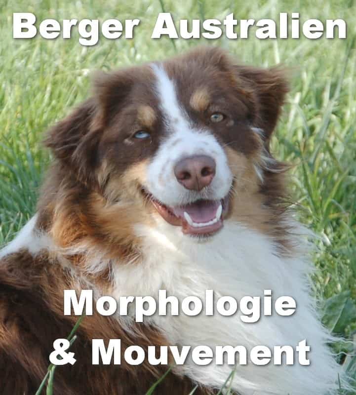 cours sur morphologie du berger australien