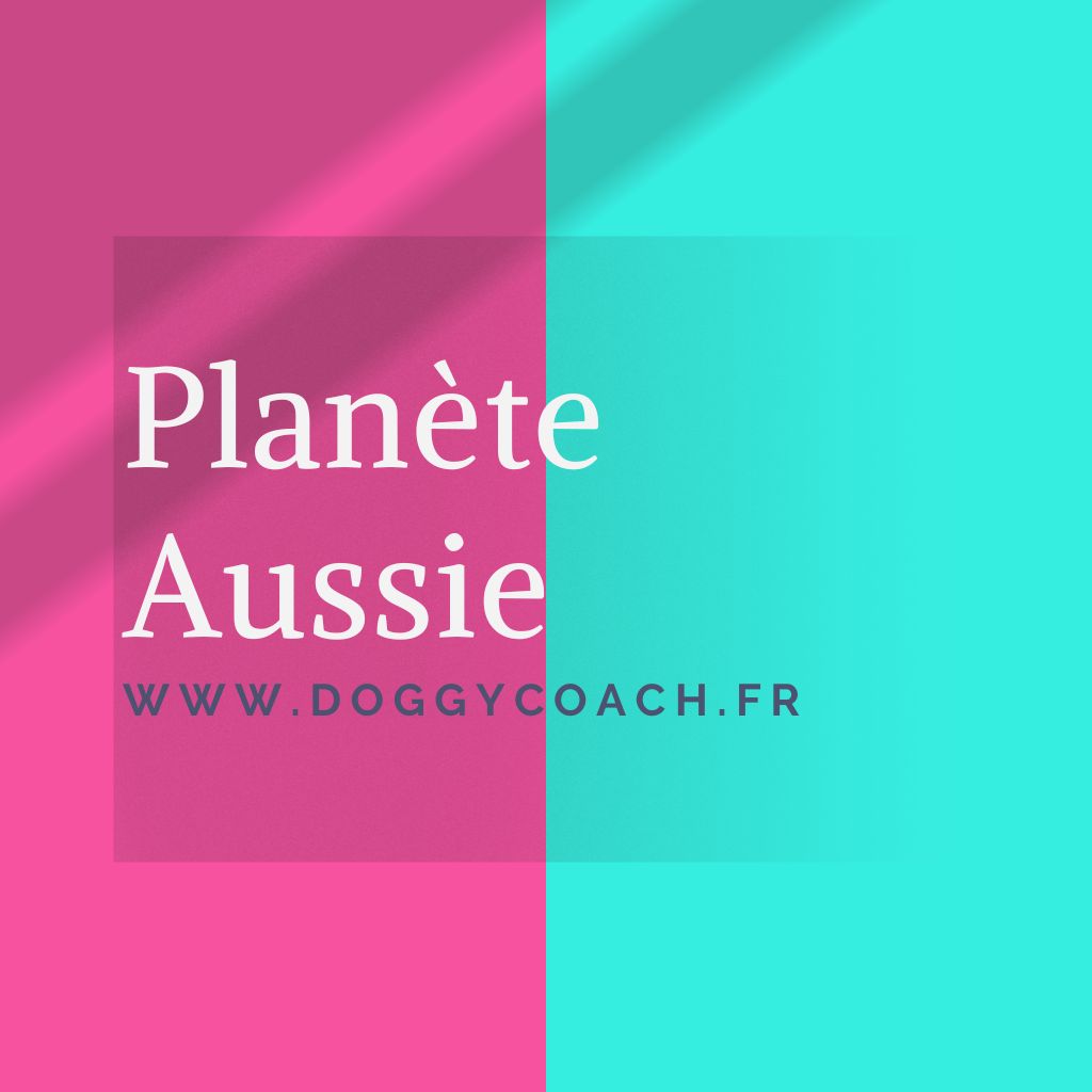 Logo du podcast planète Aussie Berger australien
