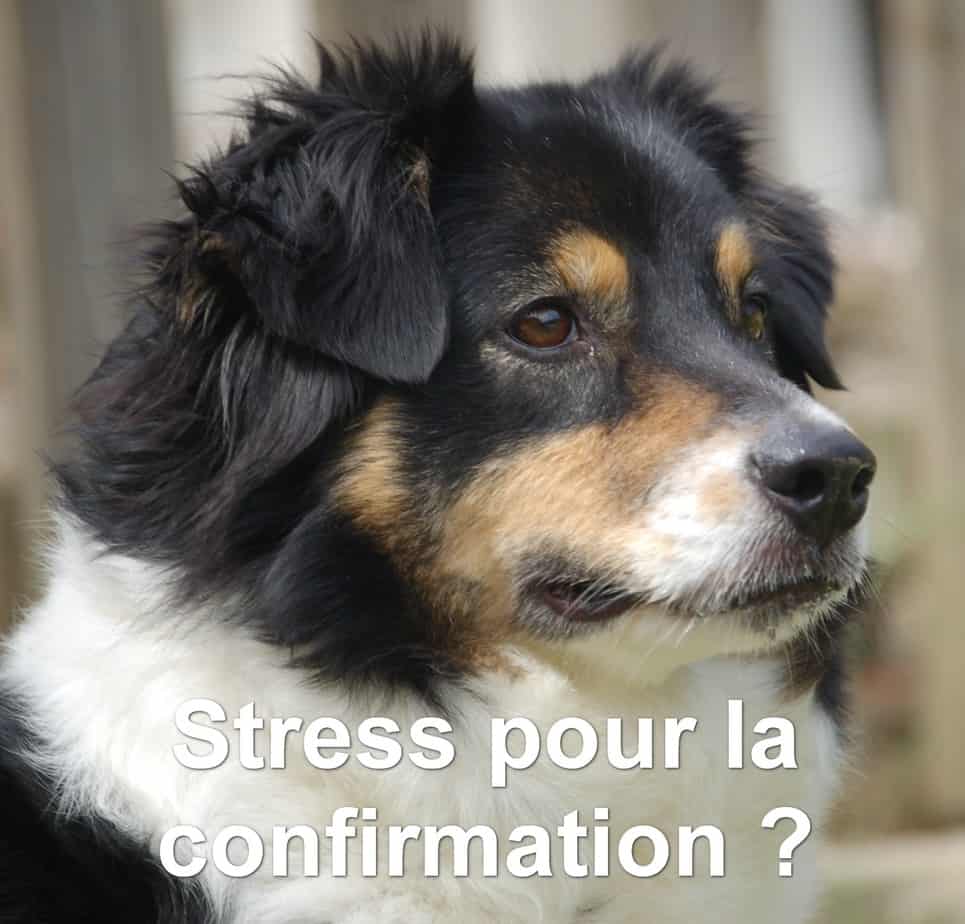 réussir sa confirmation au lof confirmation d'un berger australien