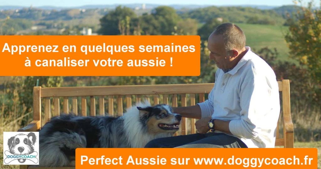 l'éducation de votre chien berger australien.