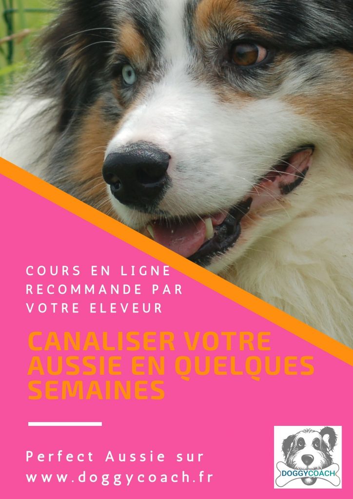 Canaliser votre aussie en quelques semaines