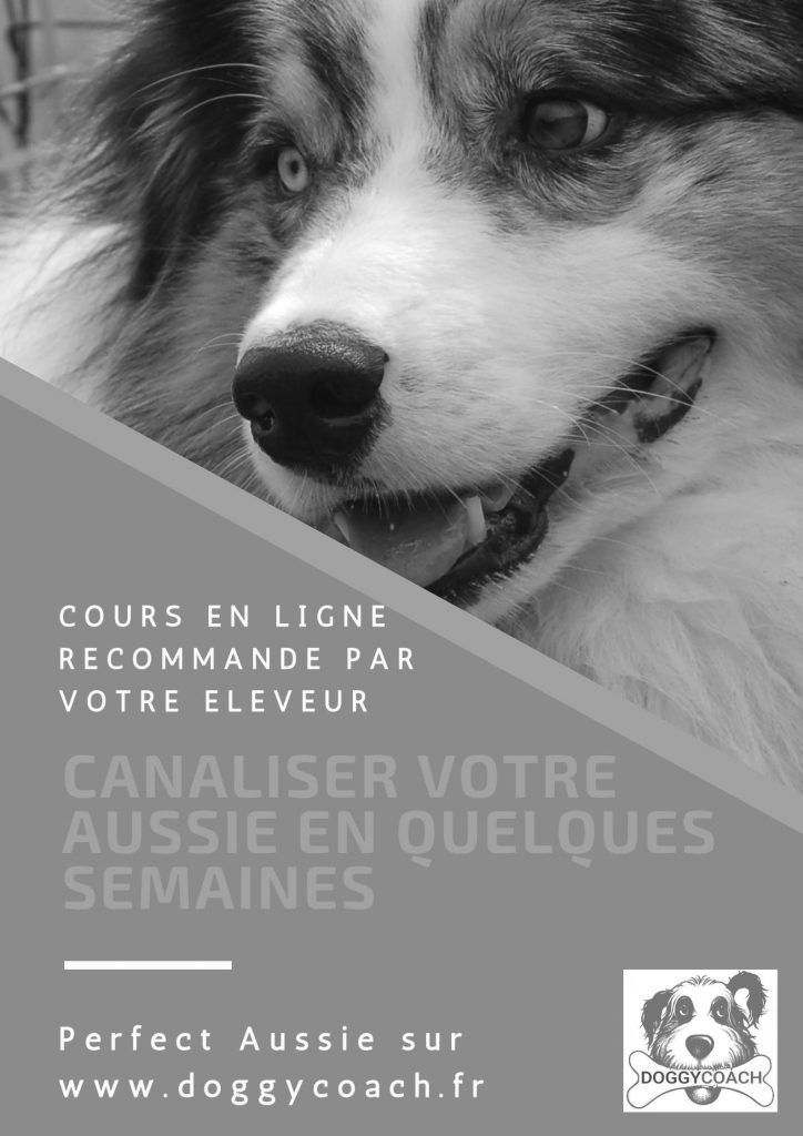 4 étiquettes noir et blanc Canaliser votre Aussie en quelques semaines N&B