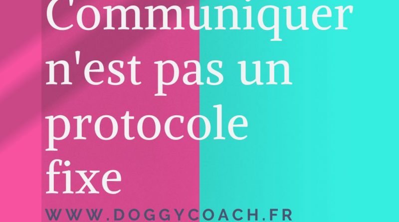 Logo de l'article communiquer pas protocole fixe entre chiens éducation positive