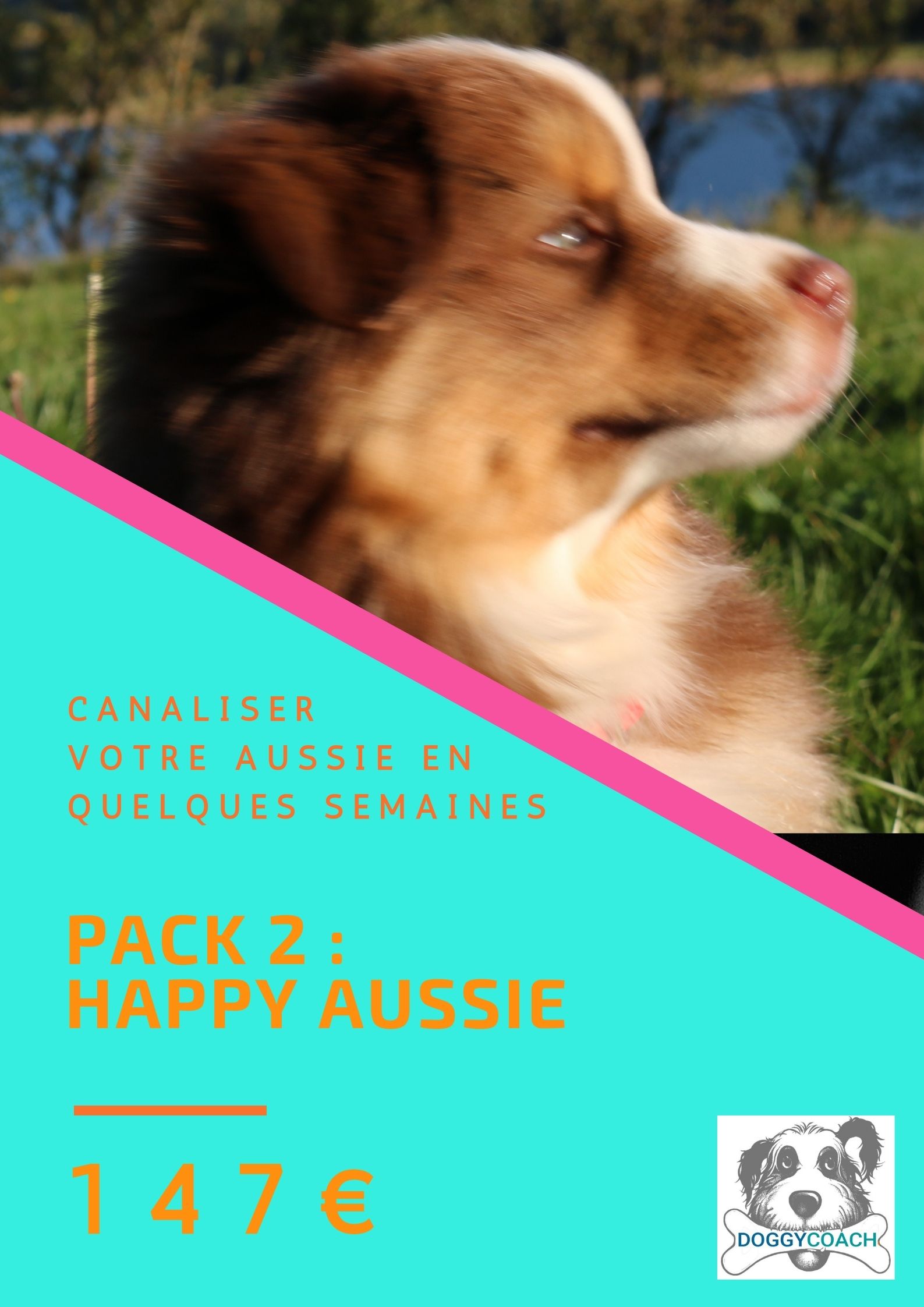 l'éducation de votre chien berger australien.