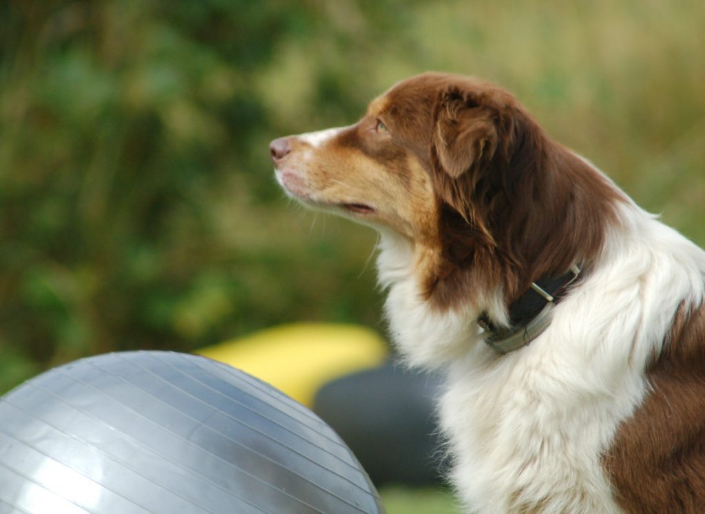 Berger australien joue au treibball chez Doggycoach