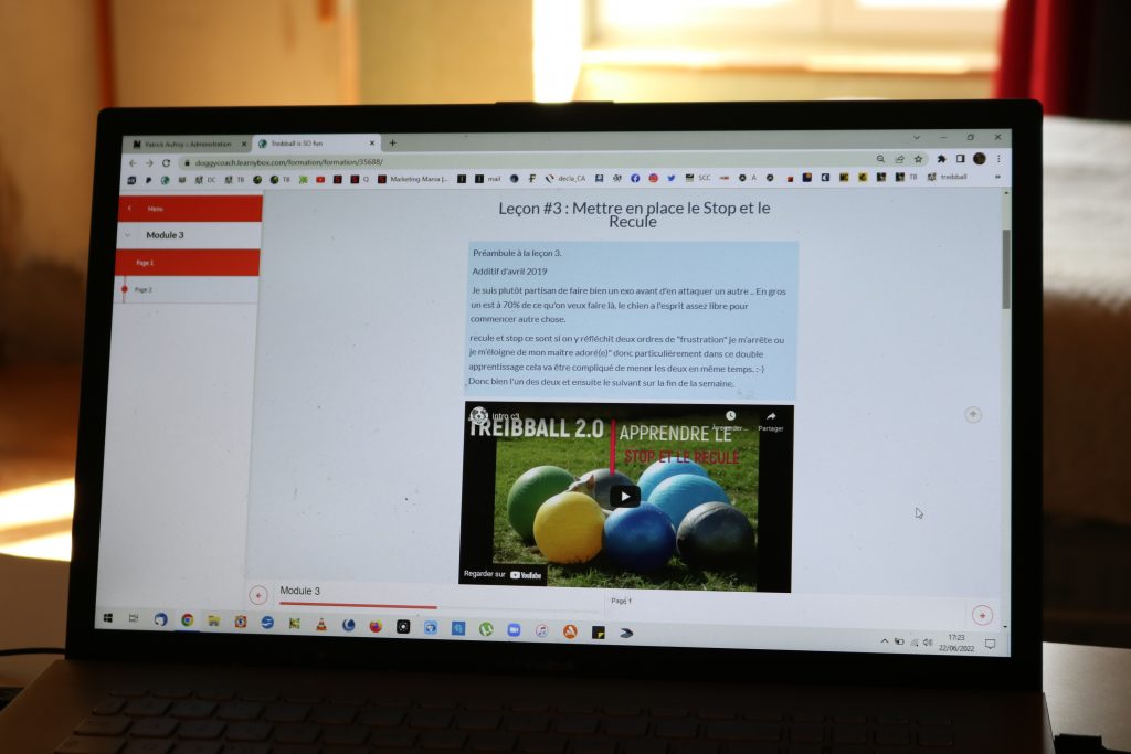 exemple du cours en ligne treibball by Doggycoach