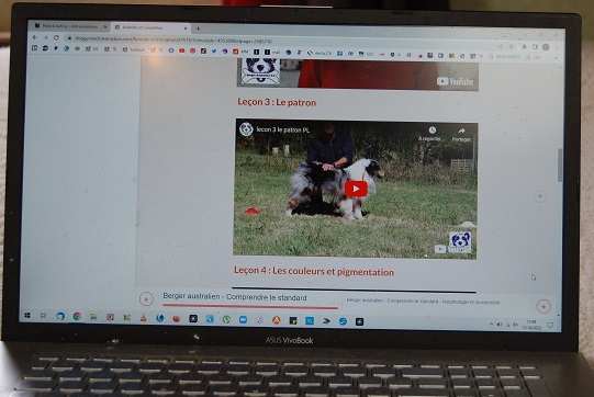 Berger australien morphologie et mouvement le patron du chien