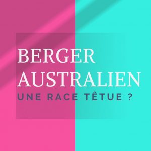 Berger australien une race tetue