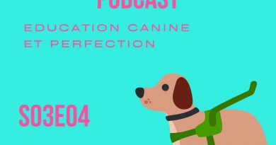 éducation canine et perfection