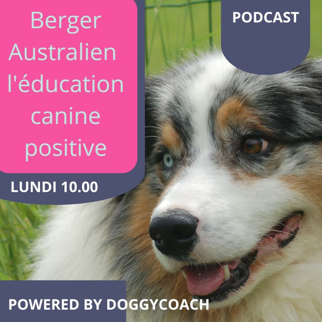 image podcast Berger Australien l'éducation canine positive 2024